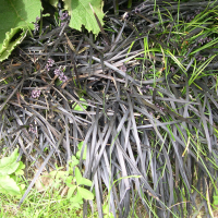 Ophiopogon planiscapus (Ophiopogon noir, Barbe de serpent)