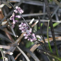 ophiopogon_planiscapus_nigrescens2md