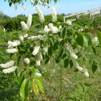 Prunus serotina (Cerisier tardif, Cerisier noir)