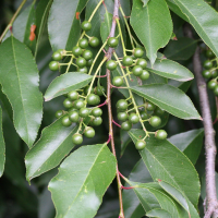 prunus_serotina5md