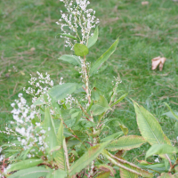 Rubrivena polystachya (Renouée à nombreux épis, Renouée de l'Himalaya)