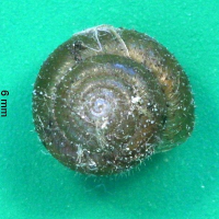 pseudotrichia_rubiginosa1bmd