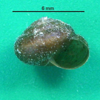 pseudotrichia_rubiginosa2bmd