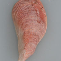 Septifer excisus (Septifer)