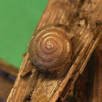 Trochulus hispidus (Veloutée commune)