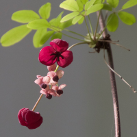 Akebia quinata (Akébie à cinq feuilles)