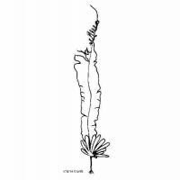 Alaria esculenta (Alaria comestible)