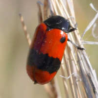 Clytra binominata (Clytre)