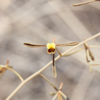 eulophia_ramosa4md (Eulophia ramosa)