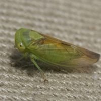 Populicerus cf. nitidissimus (Cicadelle)