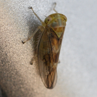 Tremulicerus cf. tremulae (Cicadelle)