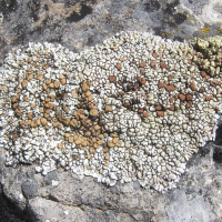 Lecanora frustulosa (Lécanore, Lichen)