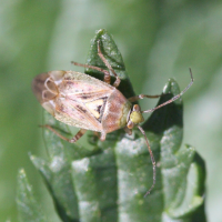 Lygus rugulipennis (Punaise)