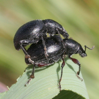 Otiorhynchus atroapterus (Charançon)