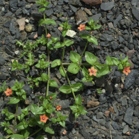 anagallis_arvensis1md