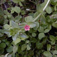 anagallis_arvensis3md