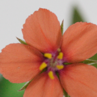 anagallis_arvensis4amd