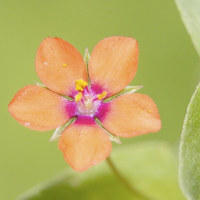 anagallis_arvensis4bmd