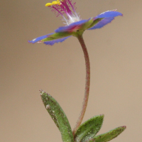 anagallis_arvensis6md