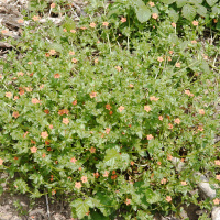 anagallis_arvensis7md