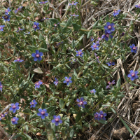 anagallis_foemina1md