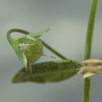 anagallis_foemina3md