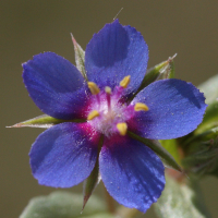 anagallis_foemina4md