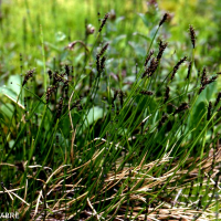 Carex davalliana (Laîche de Davall)