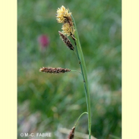 Carex ferruginea (Laîche couleur de rouille)