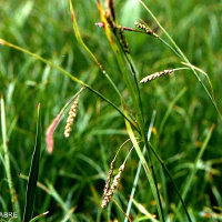 carex_ferruginea2mcf (Carex ferruginea)