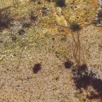 Chorda filum (Lacet de mer, Fil de mer)