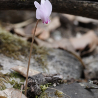 cyclamen_hederifolium1md (Cyclamen hederifolium)