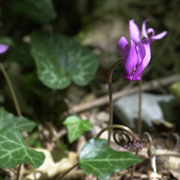 cyclamen_purpurascens1md (Cyclamen purpurascens)