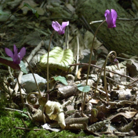 cyclamen_purpurascens3md (Cyclamen purpurascens)