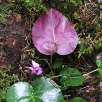 cyclamen_purpurascens4md (Cyclamen purpurascens)