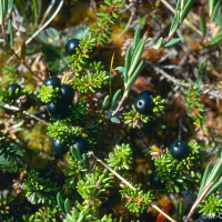 Empetrum nigrum ssp. nigrum (Camarine noire)