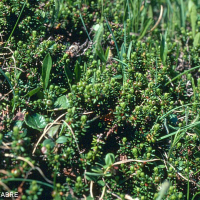 empetrum_nigrum2mcf (Empetrum nigrum ssp. nigrum)