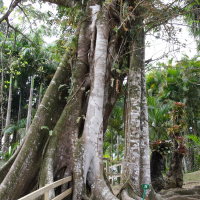 Ficus rumphii (Figuier étrangleur)