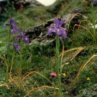 Iris xyphioides (Iris du Portugal)