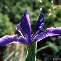 iris_xyphioides2mcf