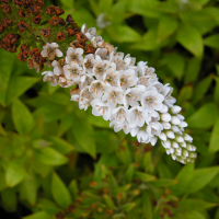 lysimachia_clethroides2md