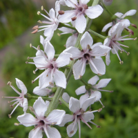 lysimachia_ephemerum2bd