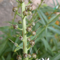 lysimachia_ephemerum3bd