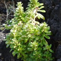 lysimachia_mauritiana3md