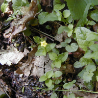 Lysimachia nemorum (Lysimaque des bois)