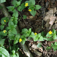 lysimachia_nemorum2md