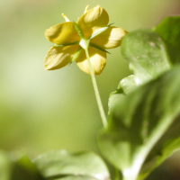 lysimachia_nemorum3md