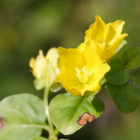 lysimachia_nummularia2md