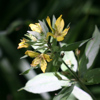 lysimachia_punctata2md