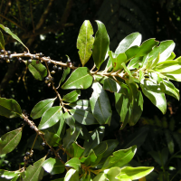 Myrsine coriacea (Myrsine)